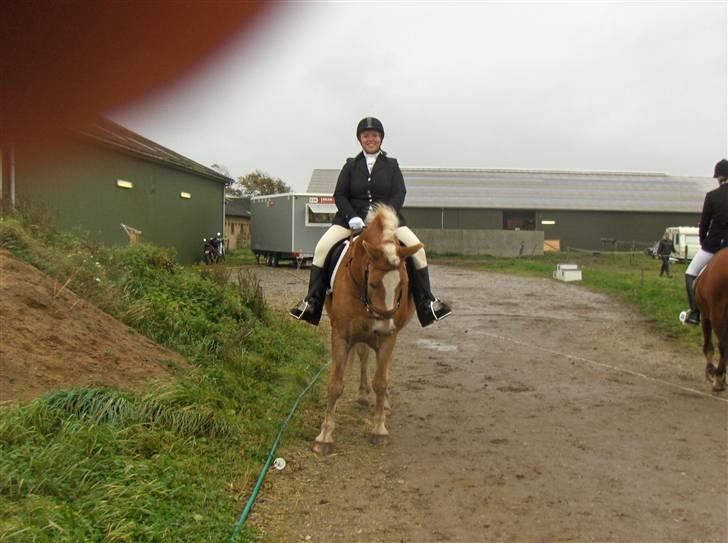 Haflinger Hafferlaffen (Laffe) - Inden vi rider på banen billede 7