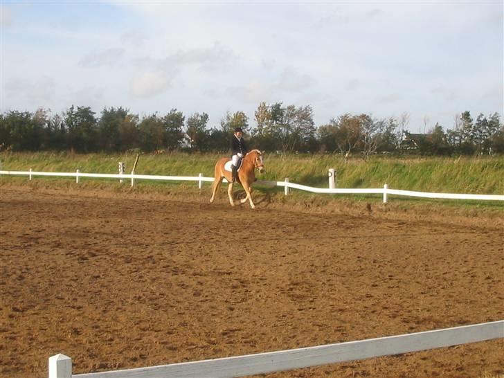 Haflinger Hafferlaffen (Laffe) - Laffe i en Lc2 - redet af Maria billede 8