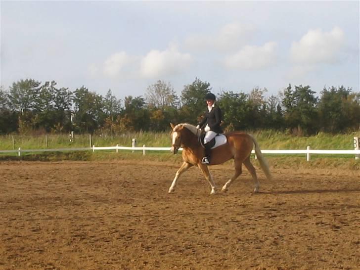 Haflinger Hafferlaffen (Laffe) - Laffe i en Lc1 - redet af Maria billede 9