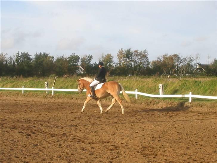 Haflinger Hafferlaffen (Laffe) - Laffe i en Lc2 - redet af Maria billede 10