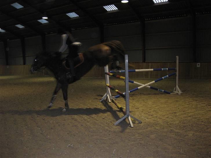 Dansk Varmblod Dia Sasja *LÅNT* *R.I.P* - Billede 2: Taget d. 4/2-10. Lander efter 120 cm = LA :) billede 2