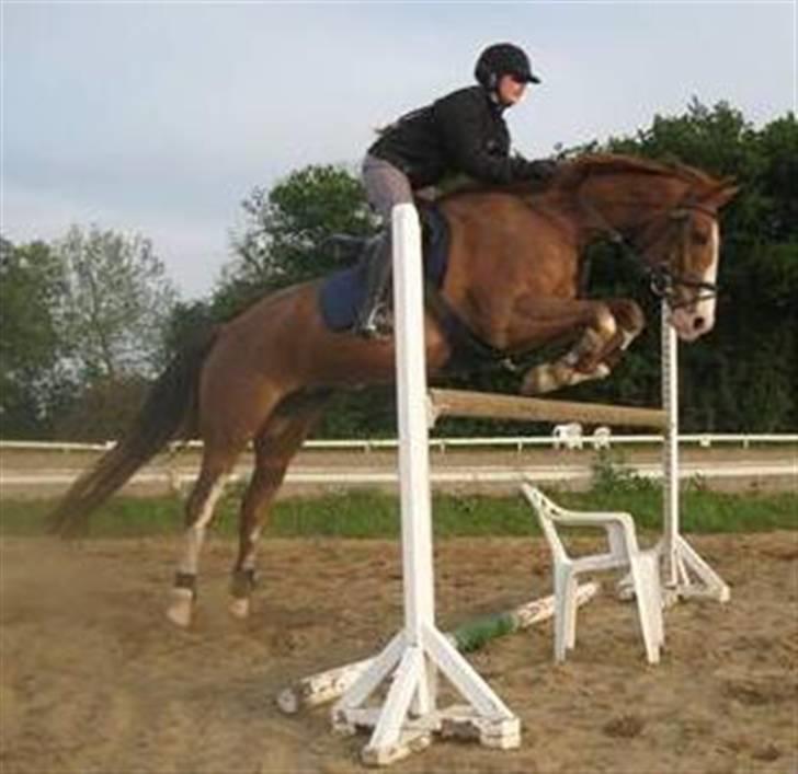 Dansk Varmblod Dia Sasja *LÅNT* *R.I.P* - Billede 4: Taget d. 27/5-09. Springtræning. Springer her 100 cm = LC billede 4