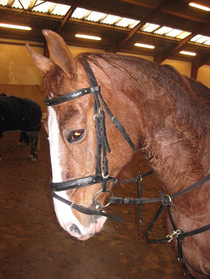 Dansk Varmblod Dia Sasja *LÅNT* *R.I.P* - Billede 9: Sasjas kønne hoved til opvarmning i Ballerup :) billede 9