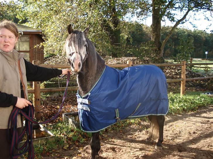 Welsh Pony (sec B) Taylor (solgt) billede 1