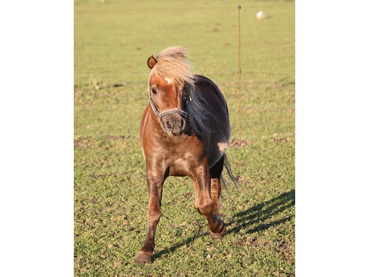 {{currentPhoto.altText}} billede {{currentPhoto.number}}