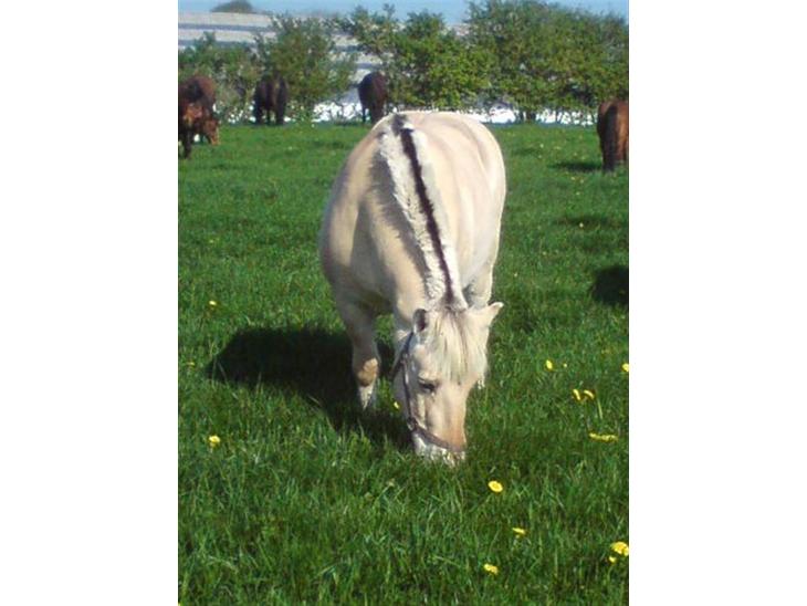 {{currentPhoto.altText}} billede {{currentPhoto.number}}