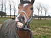 Welsh Pony (sec B) Bøgelygårds Martell [Tidl. hest]