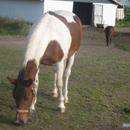 Anden særlig race Malou<3