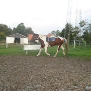 Anden særlig race Malou<3