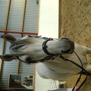 Anden særlig race LADY JOY