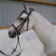 Anden særlig race LADY JOY