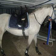 Anden særlig race LADY JOY