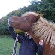 Islænder Tyra fra Bundgaarden