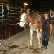 Clydesdale Goodsburn Lady Jane (RIP)