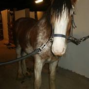 Clydesdale Goodsburn Lady Jane (RIP)