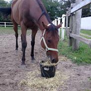 Fuldblod (XX) primo girl