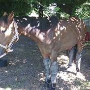 Fuldblod (XX) primo girl