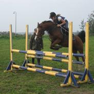 Arabisk fuldblod (OX) kronhedens palova solgt/;