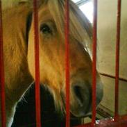 Fjordhest Prins <3<3<3