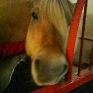 Fjordhest Prins <3<3<3