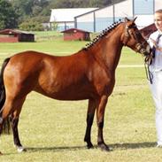 Welsh Partbred (Sec F) Bjarregårds Mai  