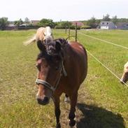 Welsh Partbred (Sec F) Bjarregårds Mai  