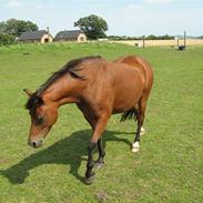 Welsh Partbred (Sec F) Bjarregårds Mai  