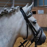 Welsh Pony af Cob-type (sec C) Musen