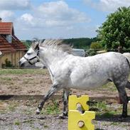 Welsh Pony af Cob-type (sec C) Musen