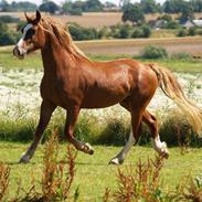 Welsh Cob (sec D) Erwwastad Daniel