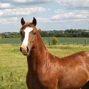 Welsh Cob (sec D) Erwwastad Daniel