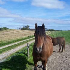 Anden særlig race Gazon solgt:'(:'(