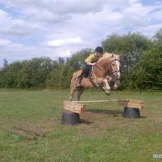 Haflinger Napolioen
