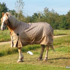Haflinger Napolioen