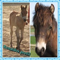 Anden særlig race Ronaldo