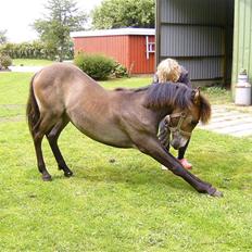 Anden særlig race Ronaldo