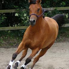 Arabisk fuldblod (OX) WAFEEQ OX