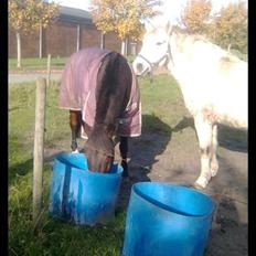 Anden særlig race Mistral  *RED ENGANG*