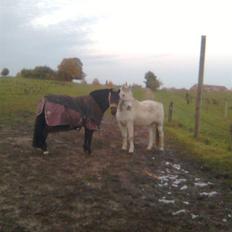 Anden særlig race Mistral  *RED ENGANG*