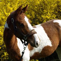 Paint Im a big Investment/Hope