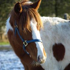 Paint Im a big Investment/Hope