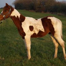 Paint Im a big Investment/Hope