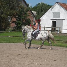 Knabstrupper Abigail af Snevren  
