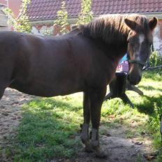 New Forest Roløkke Alpe