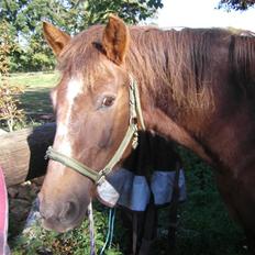 New Forest Roløkke Alpe