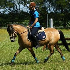 Anden særlig race Shanon B-pony