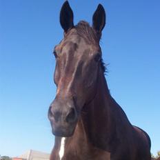 Dansk Varmblod Grusgård's EL Diablo