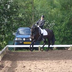 Dansk Varmblod Grusgård's EL Diablo