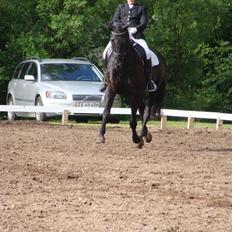 Dansk Varmblod Grusgård's EL Diablo