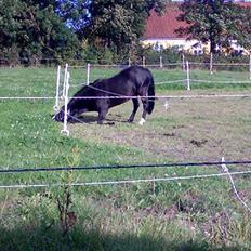 Anden særlig race Bum-Bum  *SOLGT*
